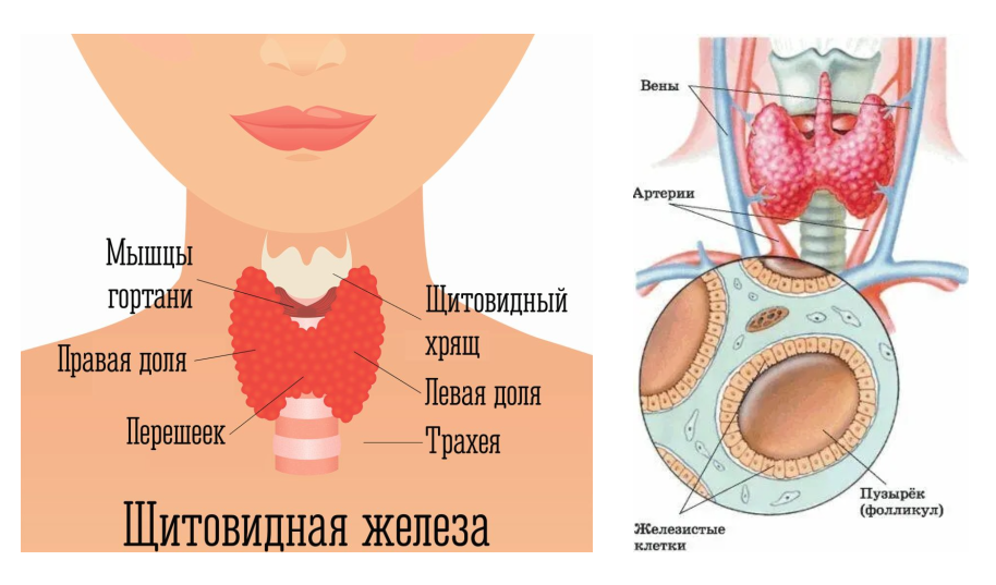 Как сохранить здоровье щитовидной железы?